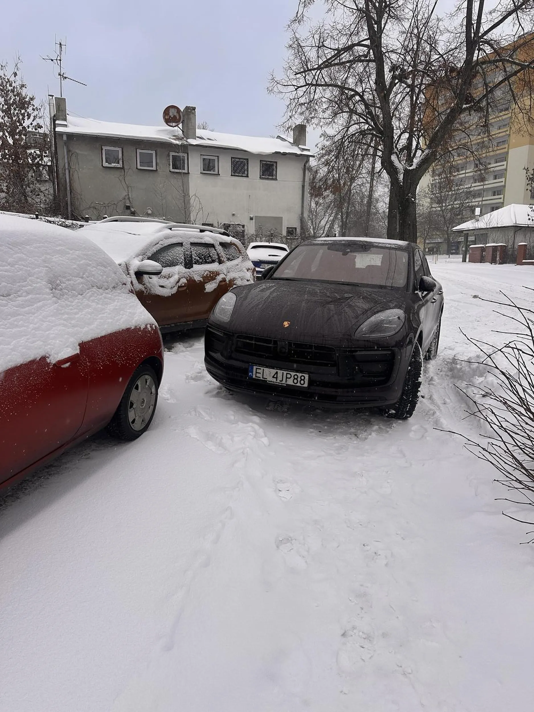 Staje święta krowa na środku chodnika i blokuje całe przejście.