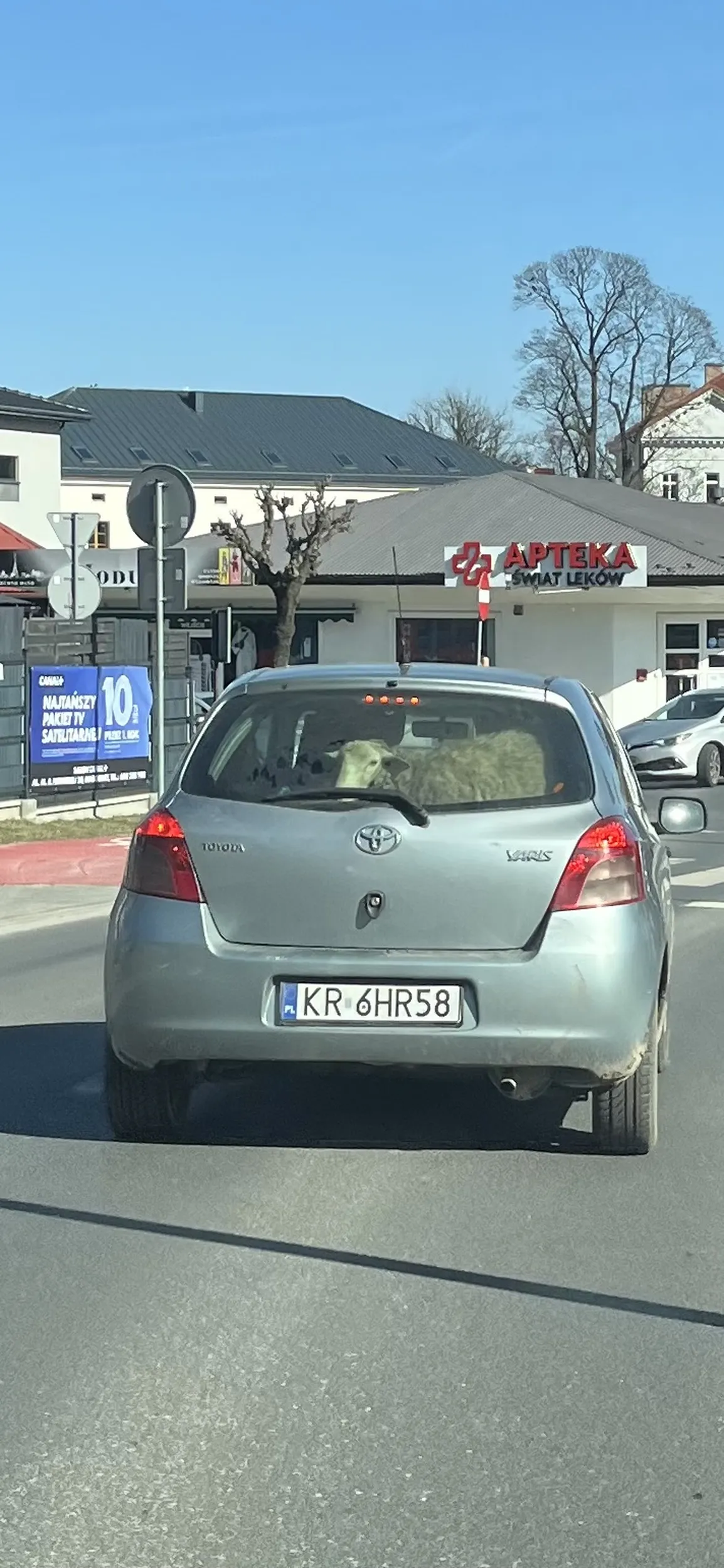 wozi owce w samochodzie