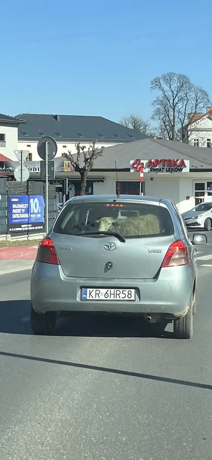 wozi owce w samochodzie