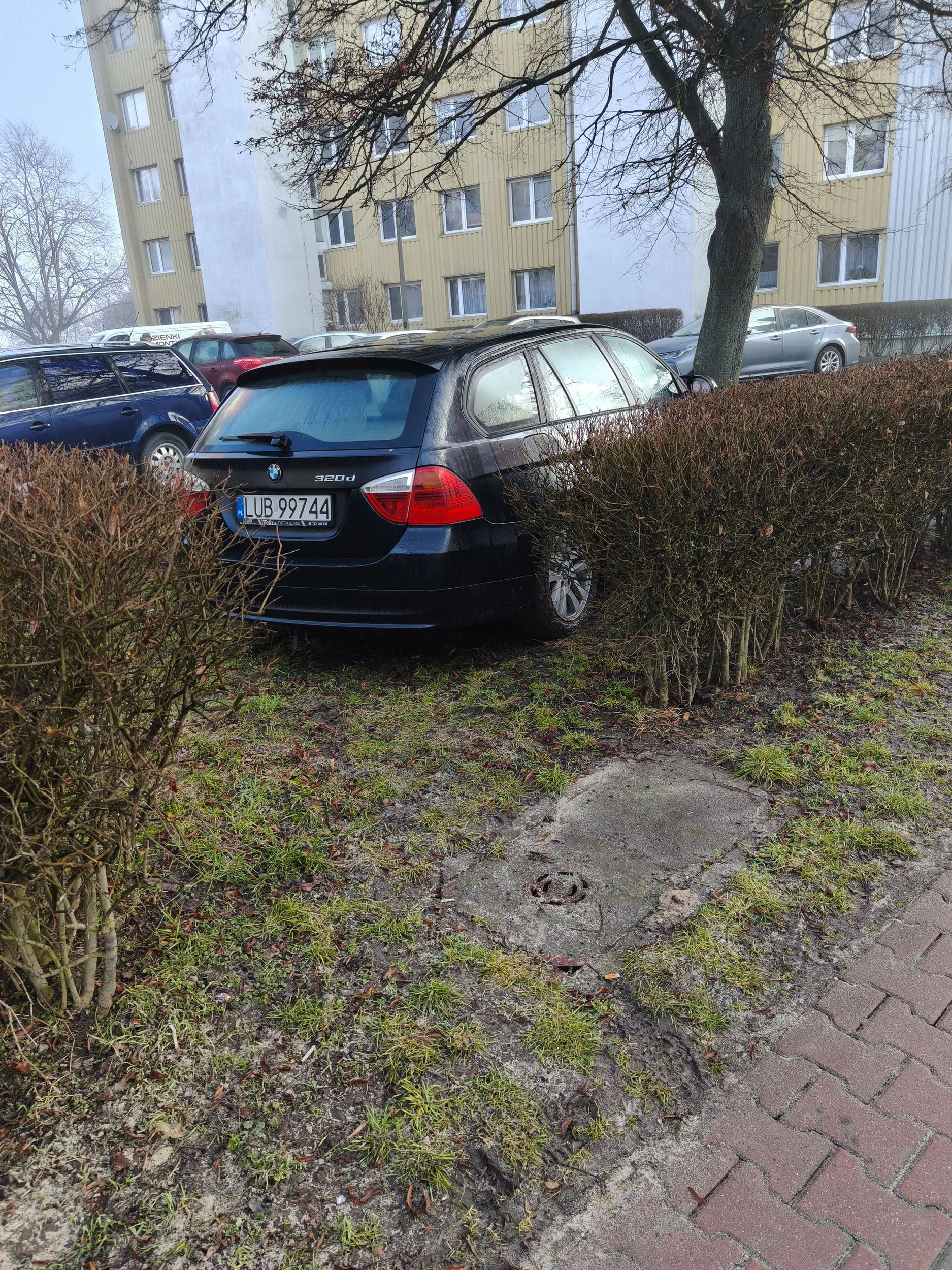 Widać, że lubi taplać się w błocie. Szkoda, że kosztem trawnika na osiedlu...