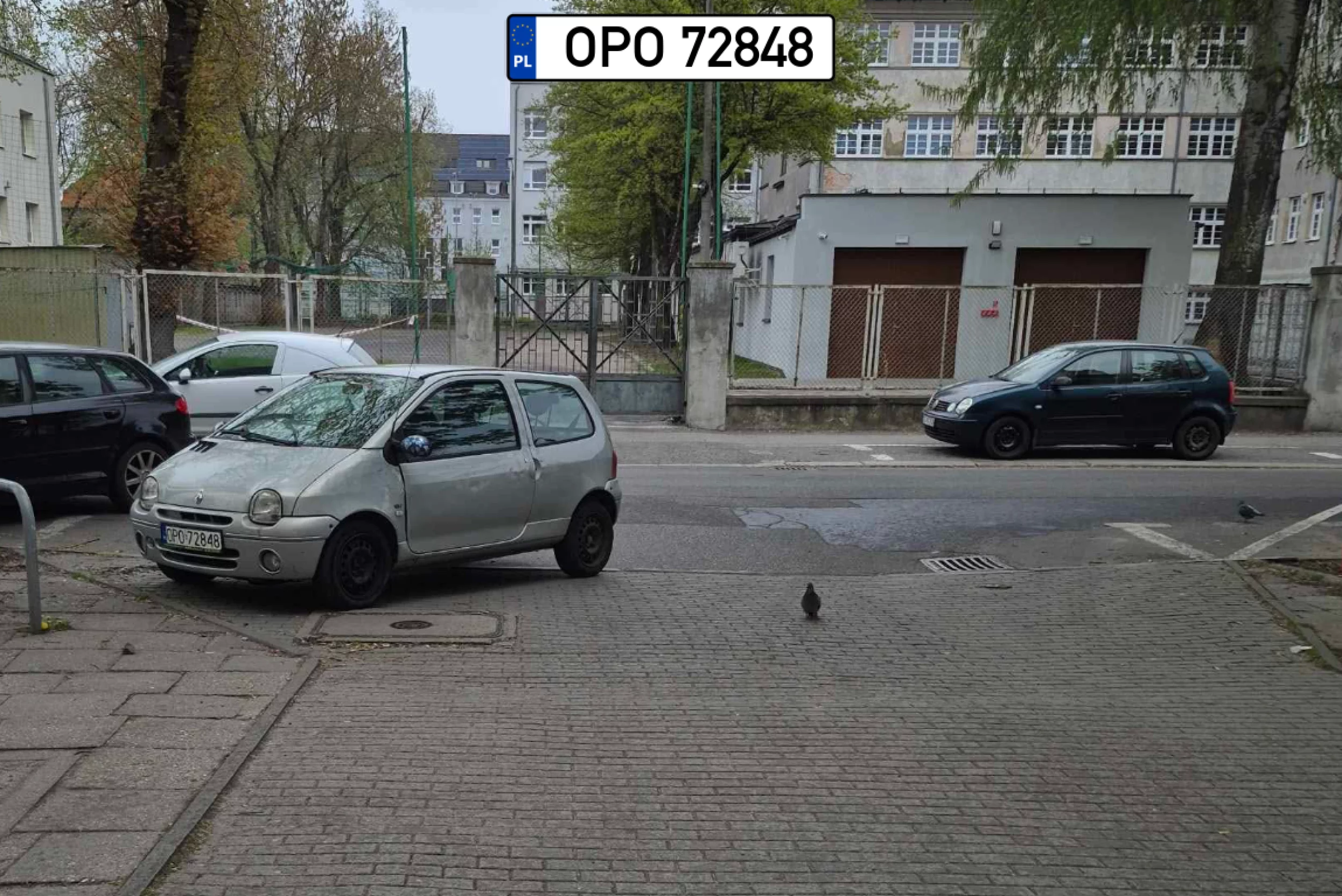 Tylko trochę zastawia ale pan patrzy na tego gołębia