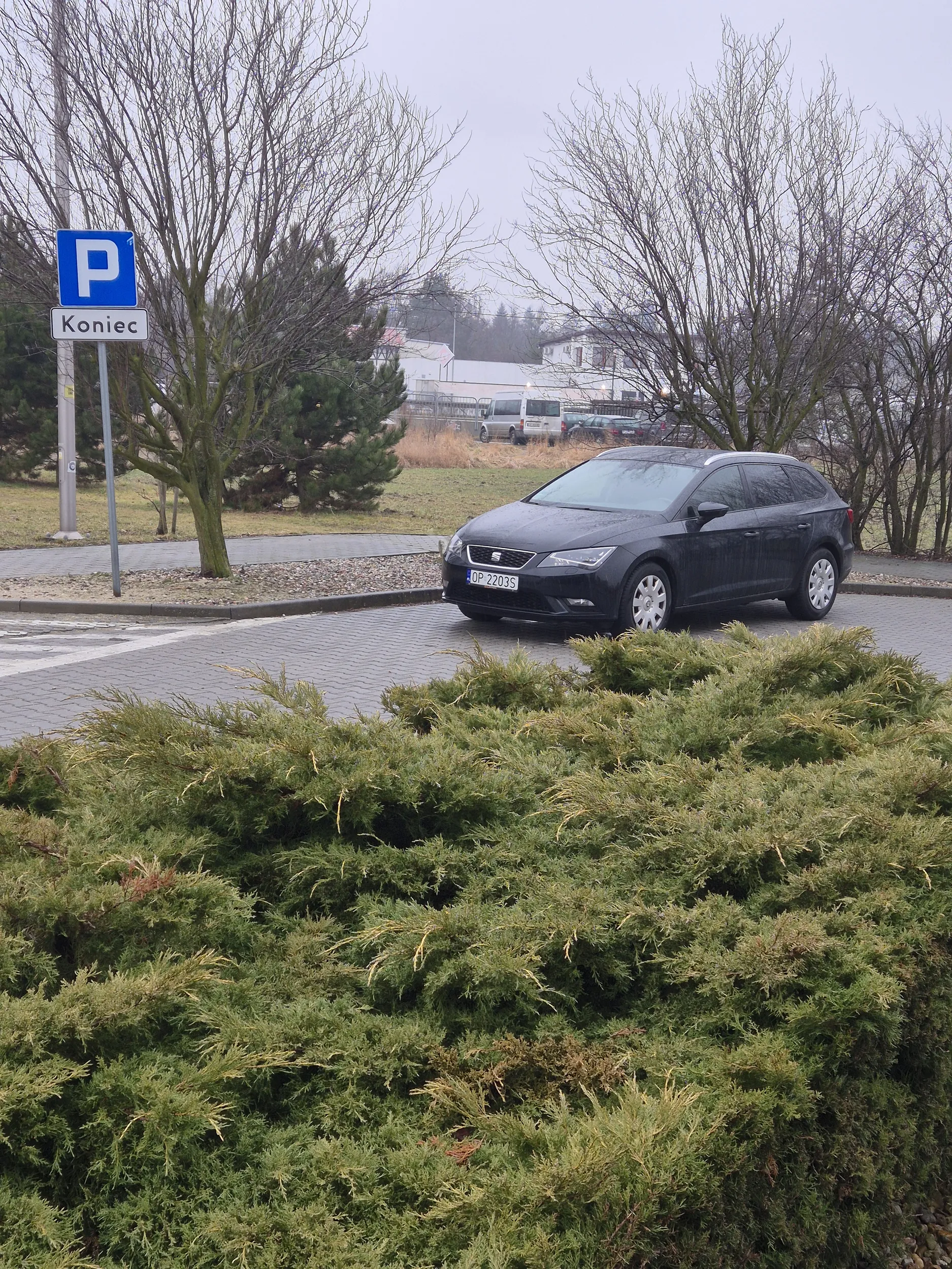 Stanął baran na środku zakrętu i zadowolony...