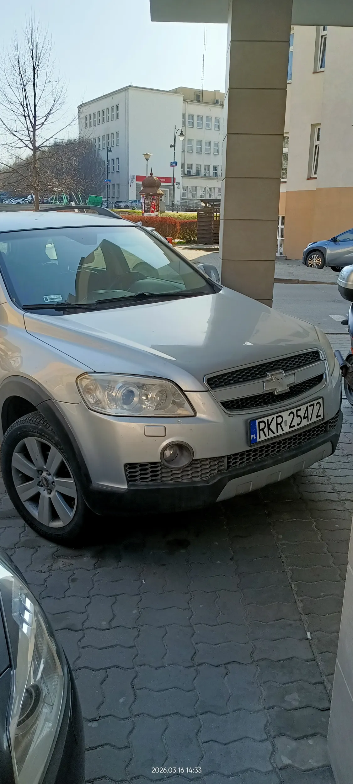 Święta krowa chodnikowa.