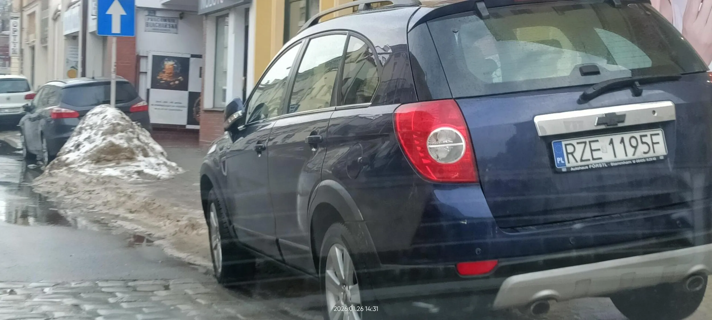 Święta krowa chodnikowa