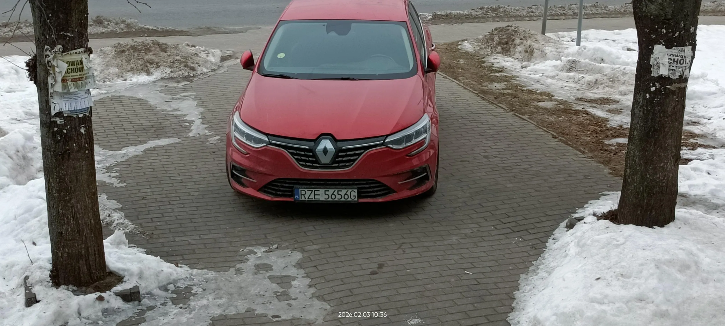 Święta krowa chodnikowa.