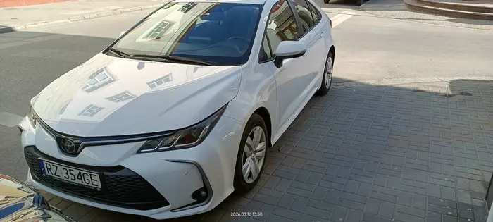 Święta krowa chodnikowa.