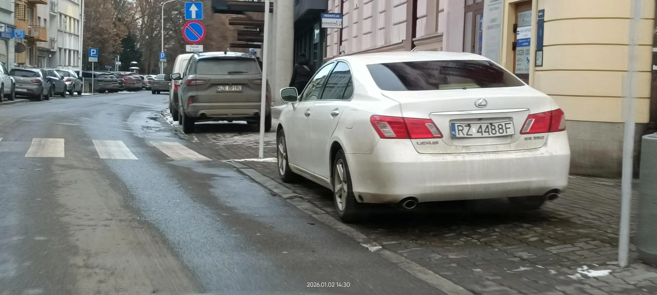 Święta krowa chodnikowa przed przejściem dla pieszych.