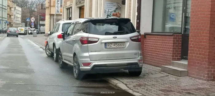 Święta krowa chodnikowa